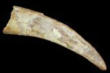 Pterosaur (Siroccopteryx) Tooth - Morocco #94127-1